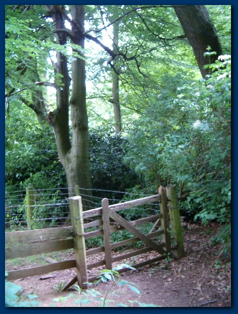 450x599 pixels (185K)